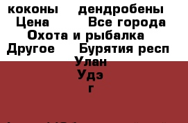 коконы    дендробены › Цена ­ 25 - Все города Охота и рыбалка » Другое   . Бурятия респ.,Улан-Удэ г.